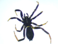 Drassyllus pusillus/lutetianus
